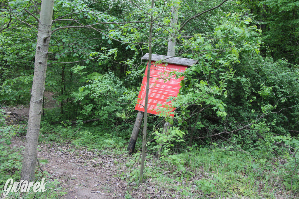 Zapomniany rezerwat: Góra Grojec