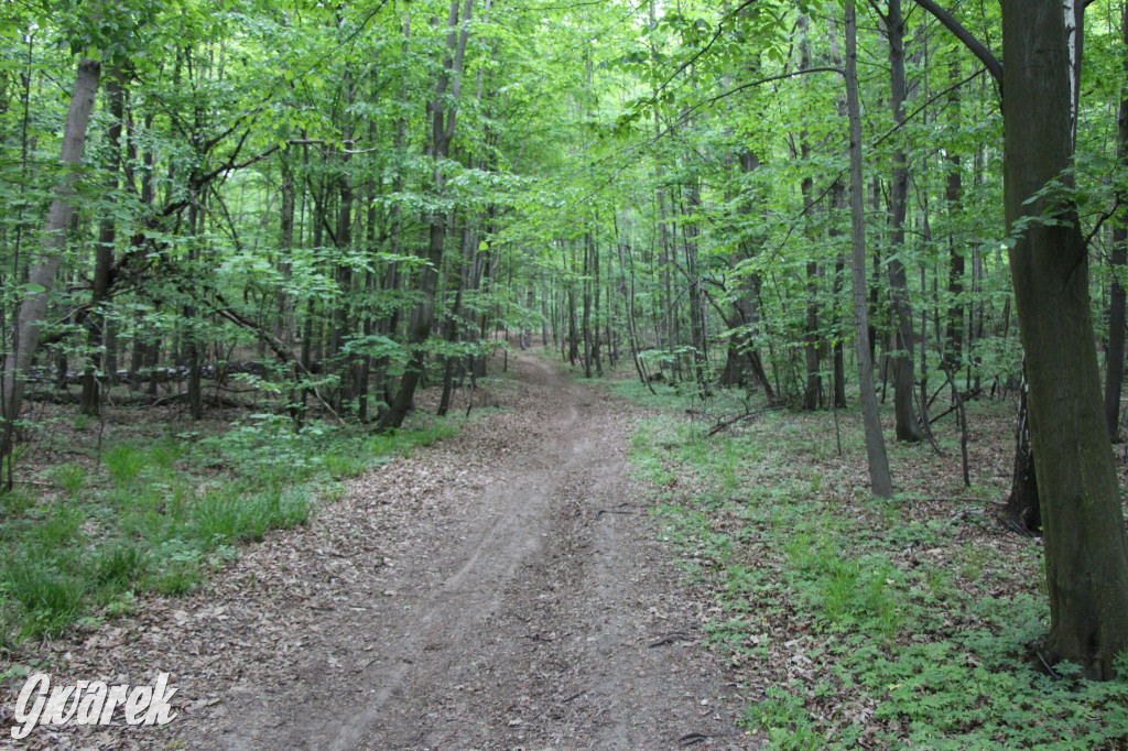 Zapomniany rezerwat: Góra Grojec