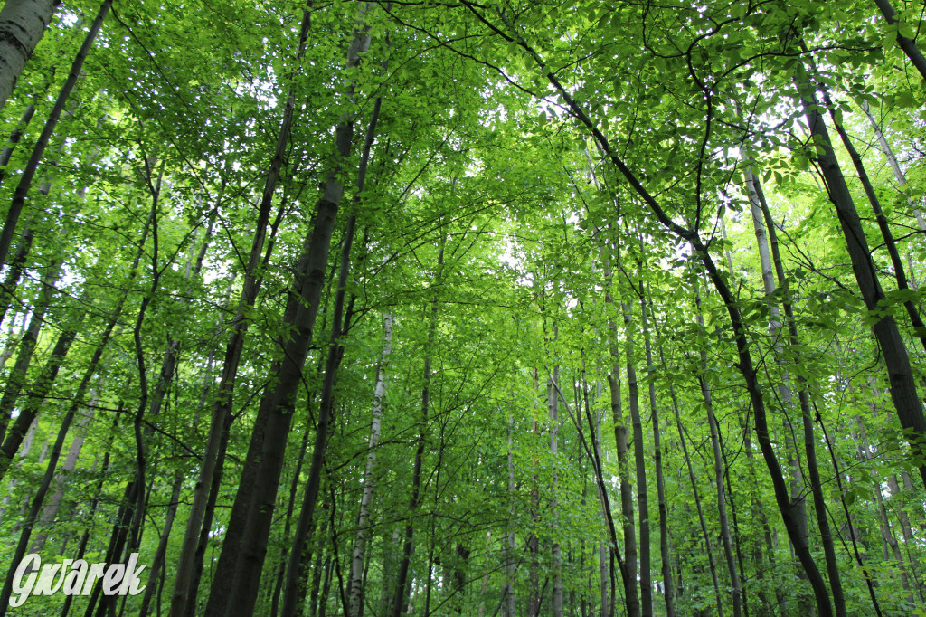 Zapomniany rezerwat: Góra Grojec