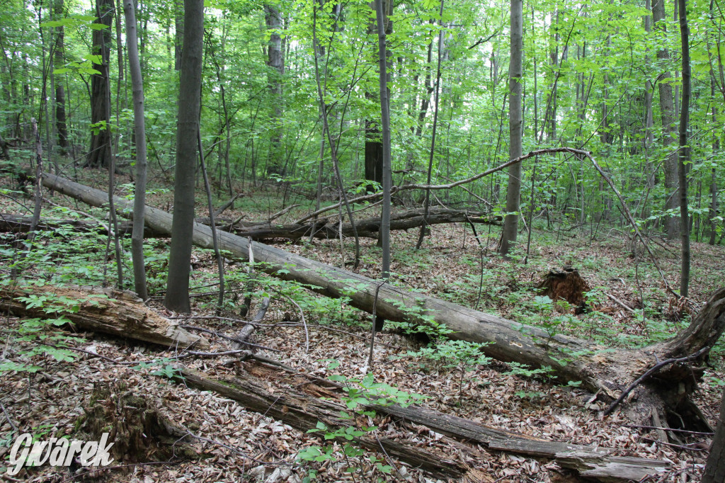 Zapomniany rezerwat: Góra Grojec