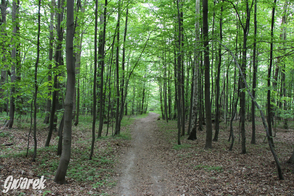 Zapomniany rezerwat: Góra Grojec