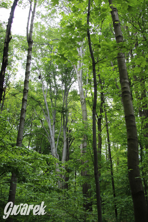 Zapomniany rezerwat: Góra Grojec