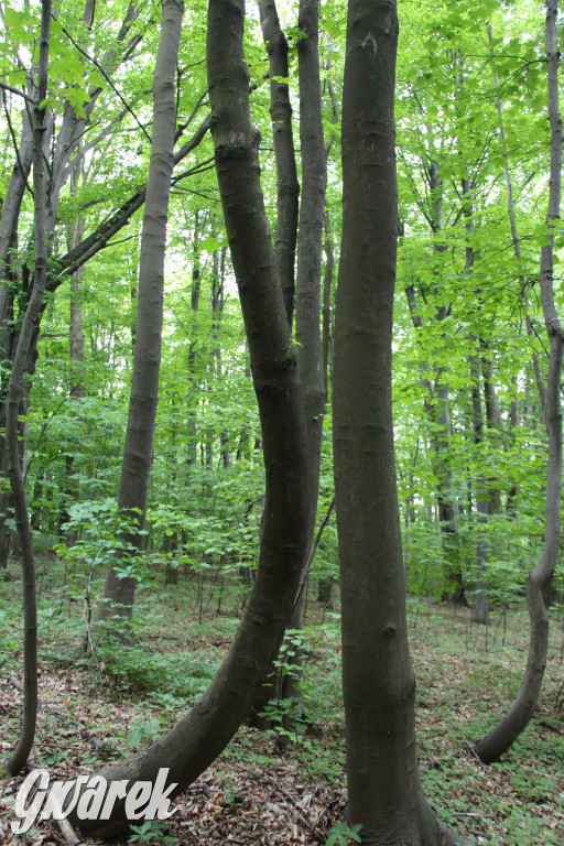 Zapomniany rezerwat: Góra Grojec