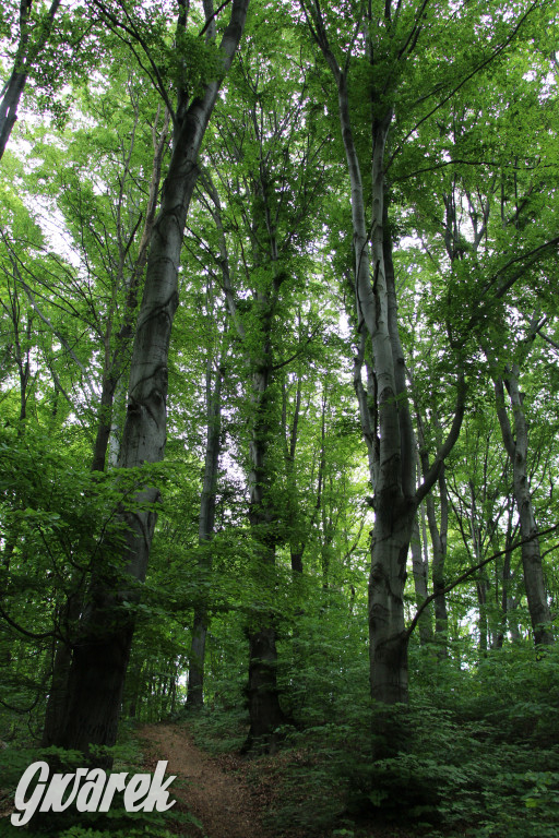 Zapomniany rezerwat: Góra Grojec