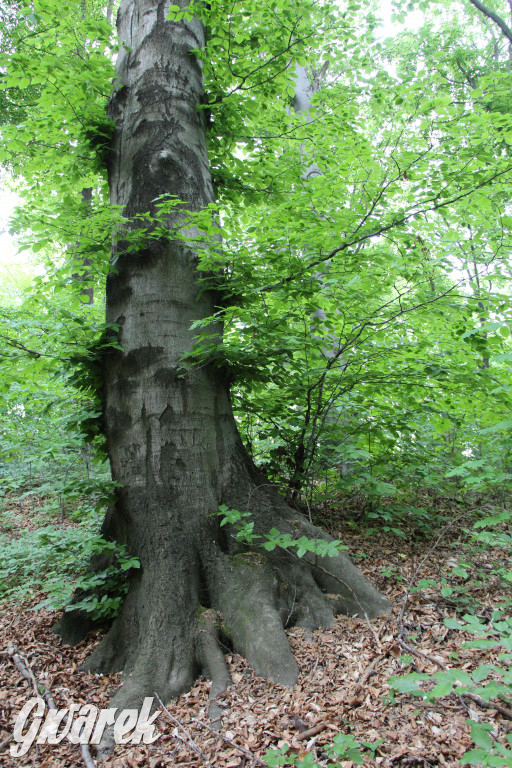 Zapomniany rezerwat: Góra Grojec