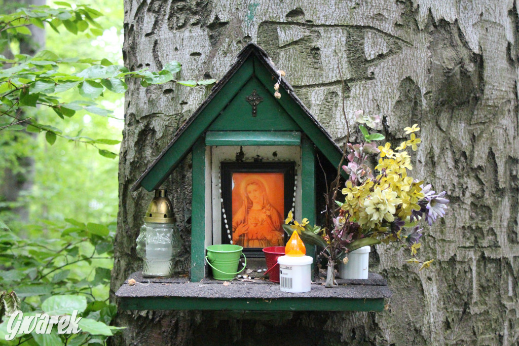 Zapomniany rezerwat: Góra Grojec