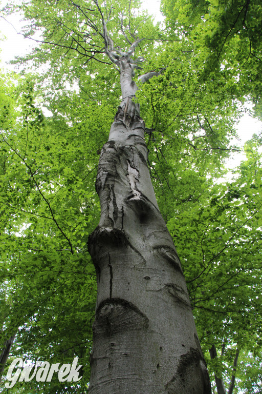 Zapomniany rezerwat: Góra Grojec