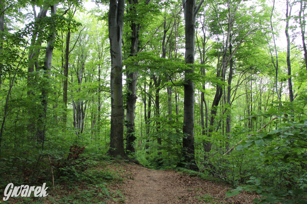 Zapomniany rezerwat: Góra Grojec