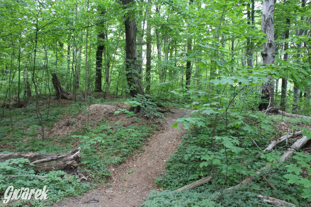 Zapomniany rezerwat: Góra Grojec