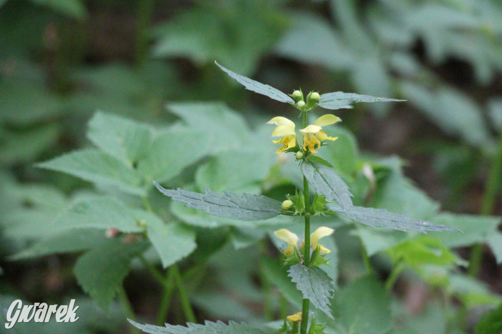Zapomniany rezerwat: Góra Grojec