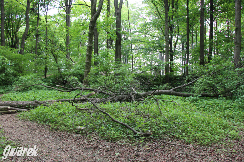 Zapomniany rezerwat: Góra Grojec