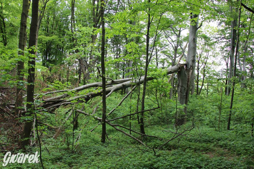 Zapomniany rezerwat: Góra Grojec