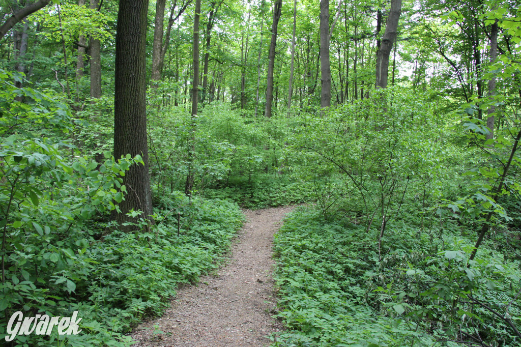 Zapomniany rezerwat: Góra Grojec