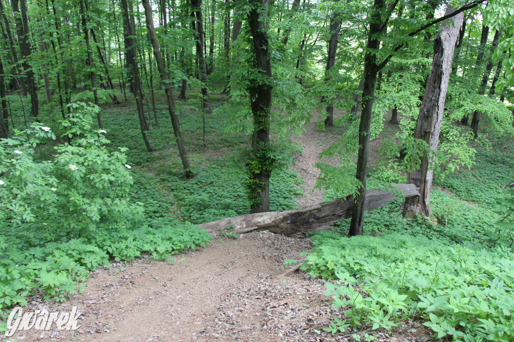 Zapomniany rezerwat: Góra Grojec