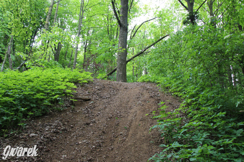 Zapomniany rezerwat: Góra Grojec