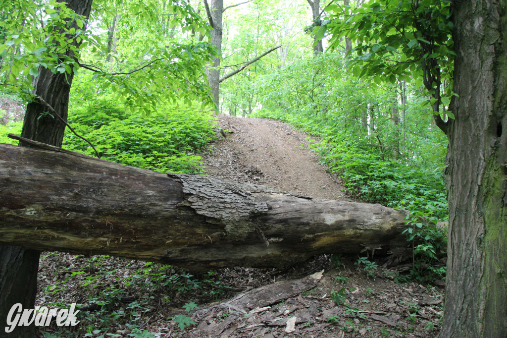 Zapomniany rezerwat: Góra Grojec