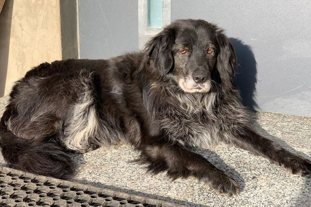 Te psy trafiły do schroniska. Może ktoś ich szuka?