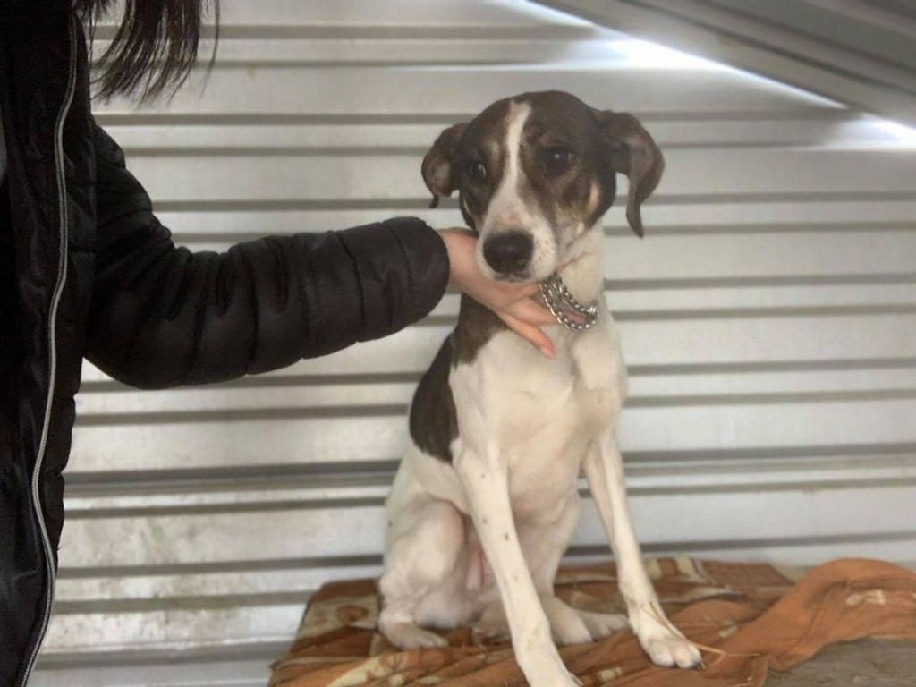 Te psy trafiły do schroniska. Może ktoś ich szuka?