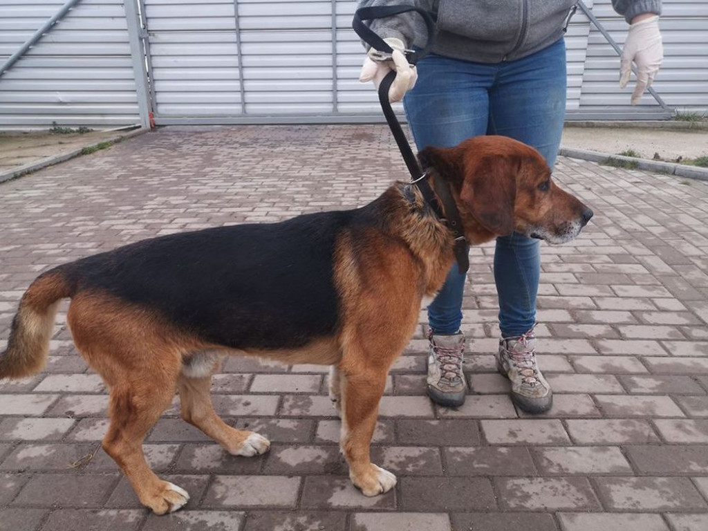 Te psy trafiły do schroniska. Może ktoś ich szuka?