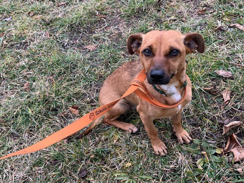 Te psy trafiły do schroniska. Może ktoś ich szuka?