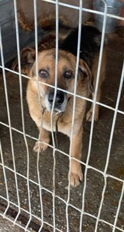 Te psy trafiły do schroniska. Może ktoś ich szuka?