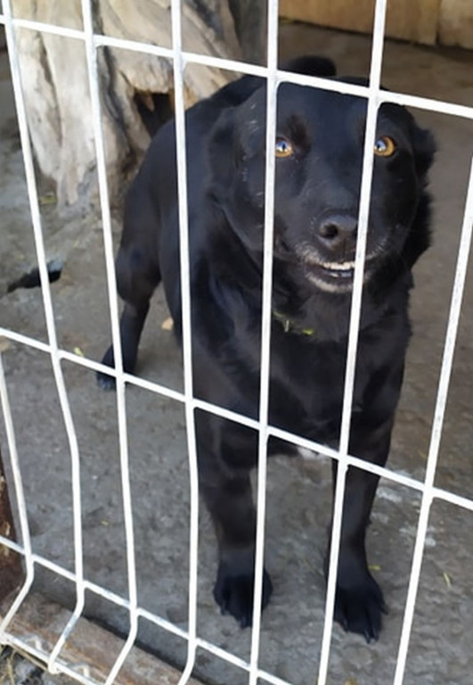 Te psy trafiły do schroniska. Może ktoś ich szuka?