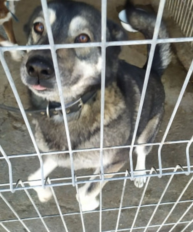 Te psy trafiły do schroniska. Może ktoś ich szuka?