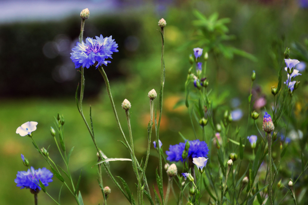 Hotelik przed Tarnogórskim Centrum Kultury