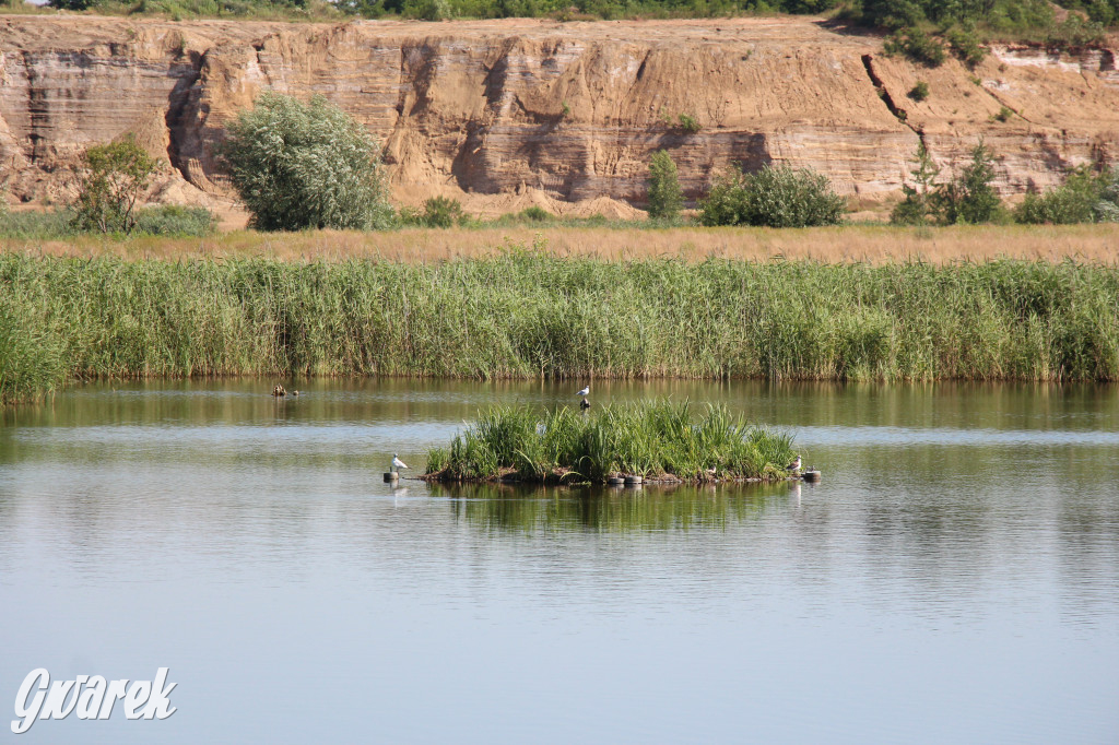 Żabie Doły - zielona enklawa w Bytomiu