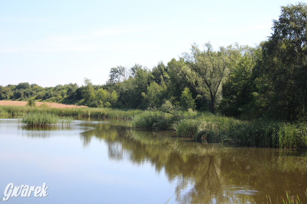 Żabie Doły - zielona enklawa w Bytomiu