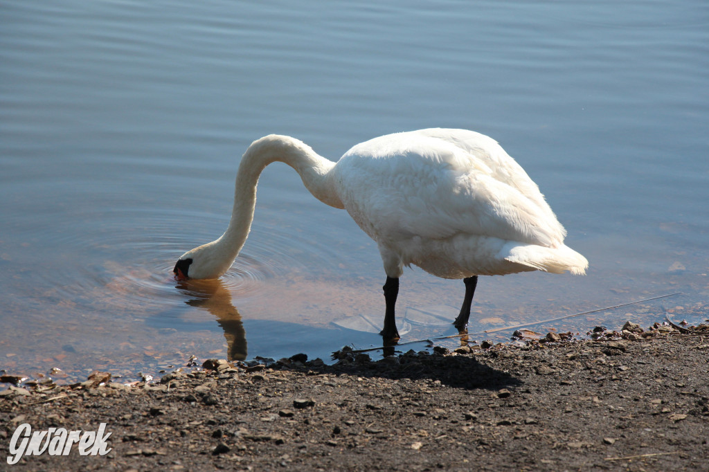 Żabie Doły - zielona enklawa w Bytomiu