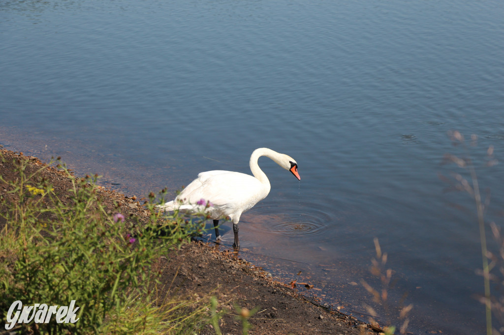 Żabie Doły - zielona enklawa w Bytomiu