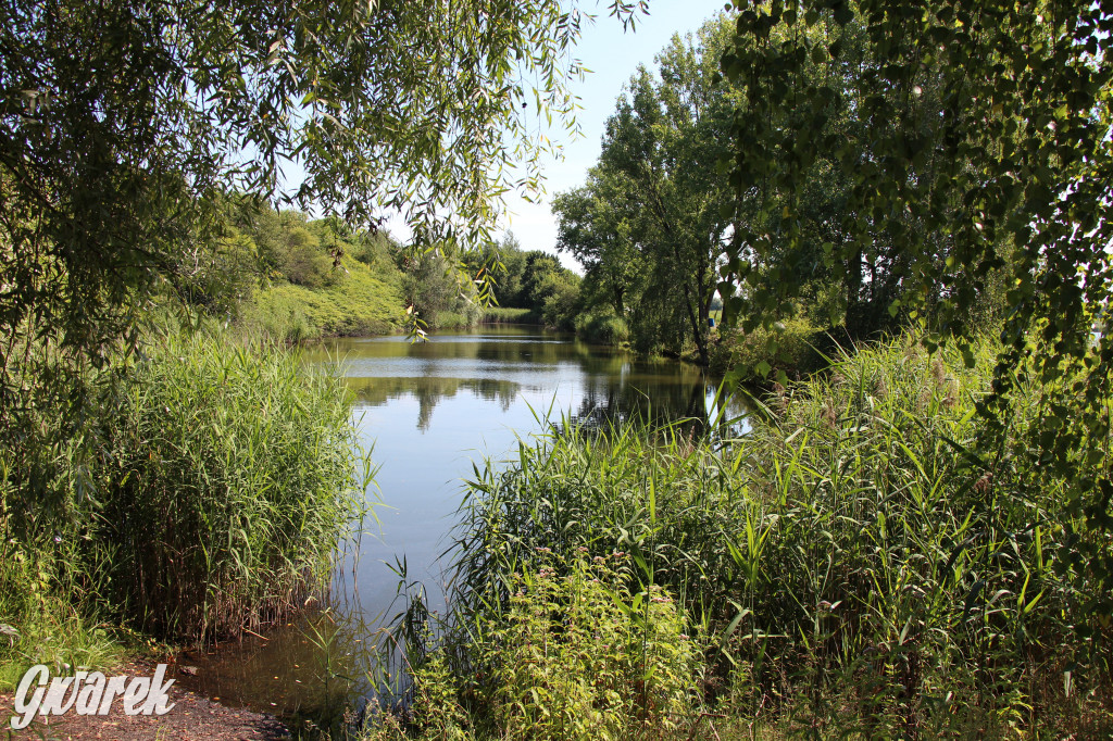 Żabie Doły - zielona enklawa w Bytomiu