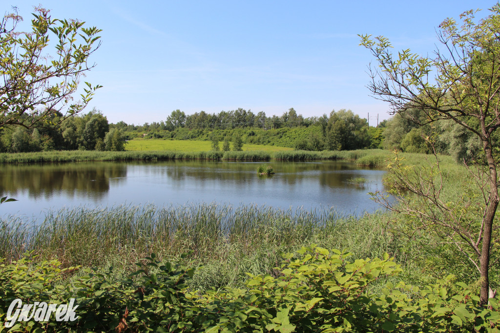 Żabie Doły - zielona enklawa w Bytomiu