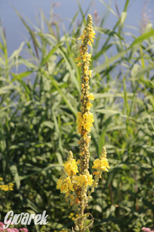 Żabie Doły - zielona enklawa w Bytomiu