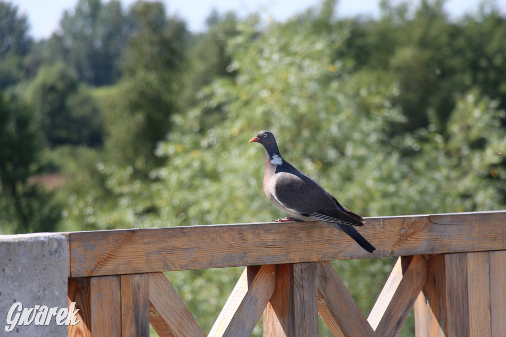 Żabie Doły - zielona enklawa w Bytomiu