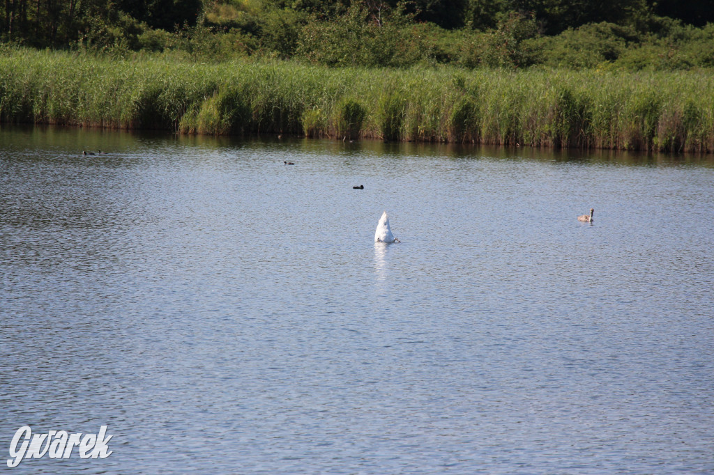 Żabie Doły - zielona enklawa w Bytomiu