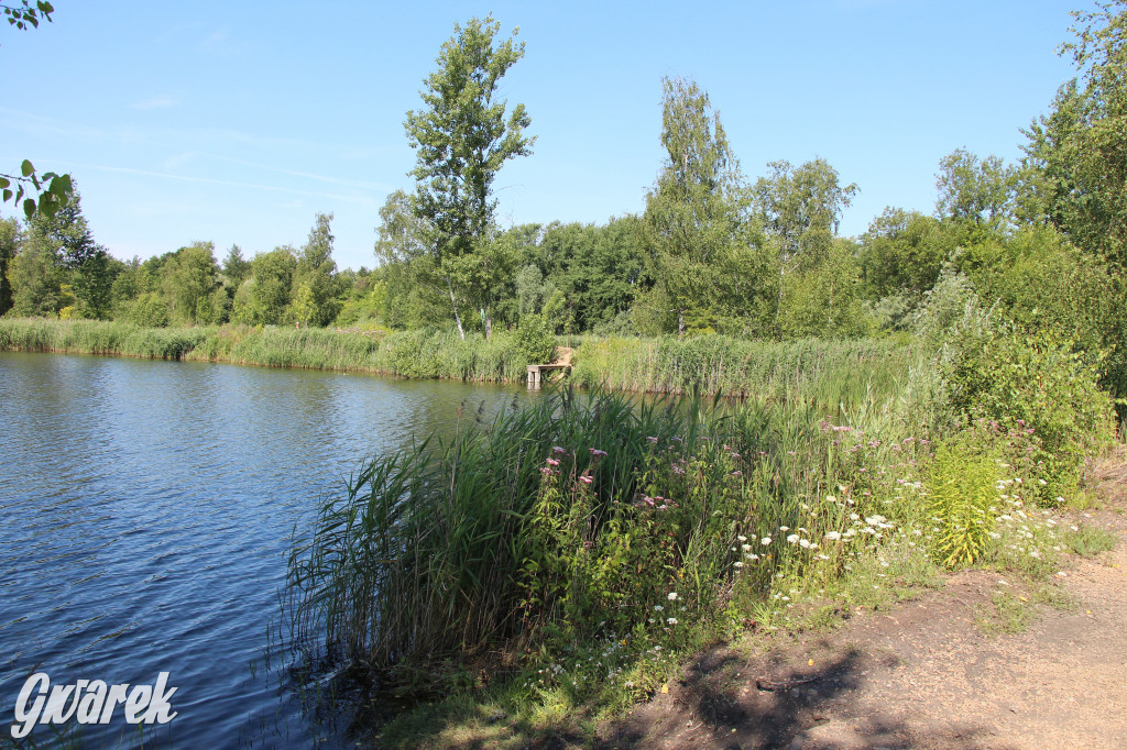 Żabie Doły - zielona enklawa w Bytomiu