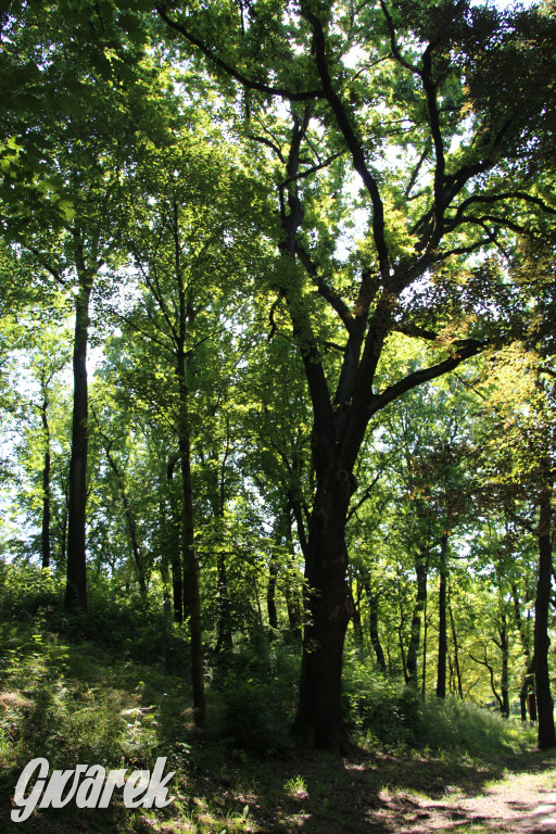 Fazaniec - zabytkowy park w Szombierkach