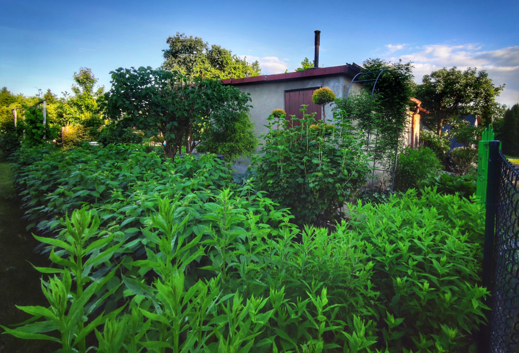 Najładniejsze ogrody, ogródki, balkony - cz. 1