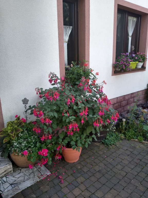 Najładniejsze ogrody, ogródki, balkony - cz. 1