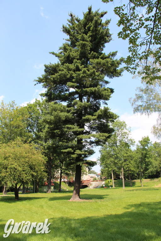 Park miejski w Pyskowicach robi wrażenie