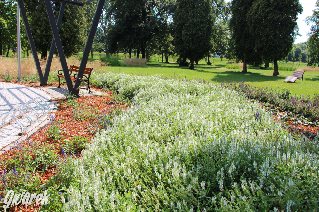 Park miejski w Pyskowicach robi wrażenie