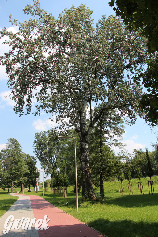 Park miejski w Pyskowicach robi wrażenie