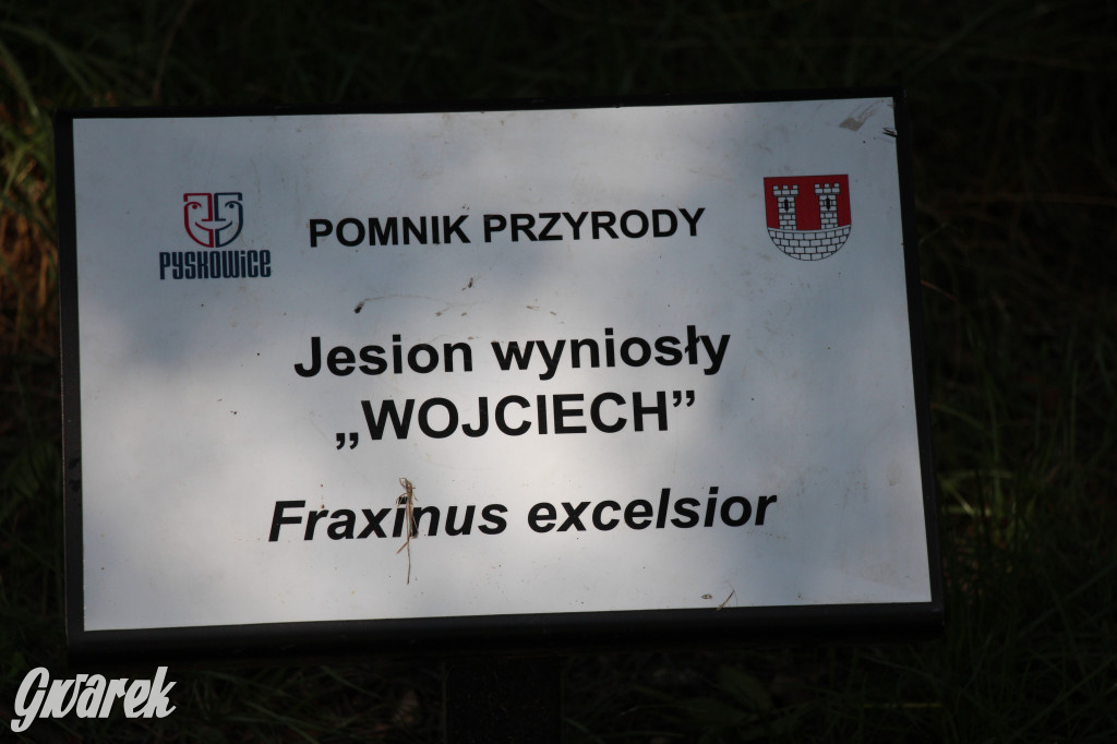 Park miejski w Pyskowicach robi wrażenie