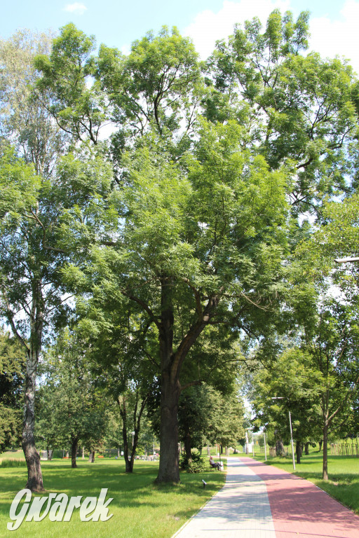 Park miejski w Pyskowicach robi wrażenie