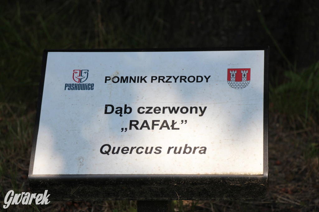 Park miejski w Pyskowicach robi wrażenie