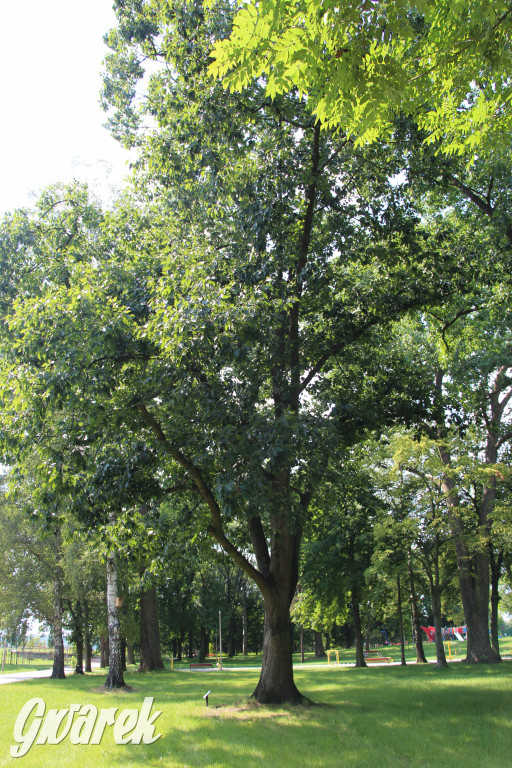 Park miejski w Pyskowicach robi wrażenie