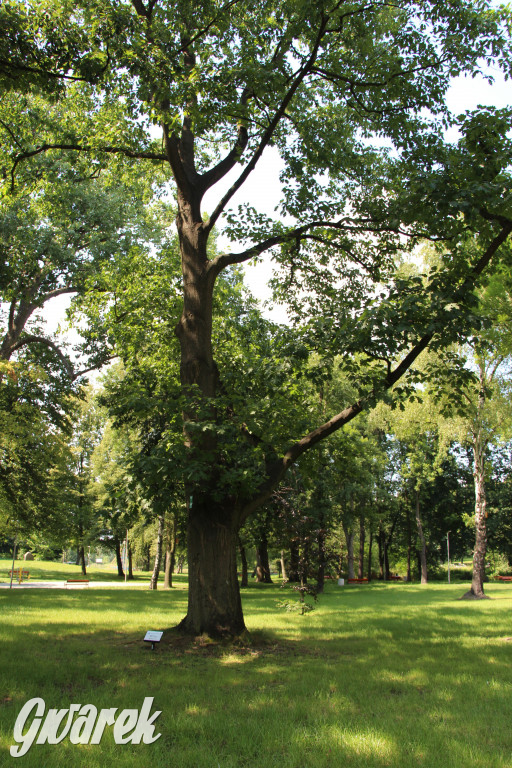 Park miejski w Pyskowicach robi wrażenie