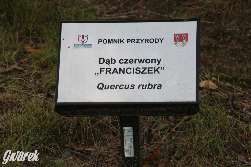 Park miejski w Pyskowicach robi wrażenie